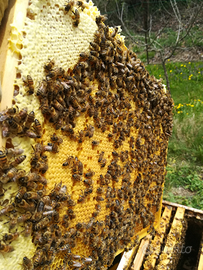 Nuclei Famiglie Api Selezionate