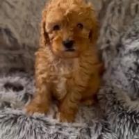 Cuccioli di barboncino albicocca da scoprire