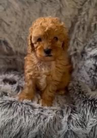 Cuccioli di barboncino albicocca da scoprire