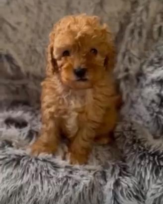 Cuccioli di barboncino albicocca da scoprire