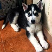 Cucciolo di razza Siberian Husky