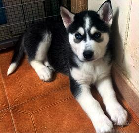 Cucciolo di razza Siberian Husky