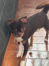 Chihuahua maschietto