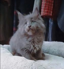 Cuccioli Maine Coon Pedigree
