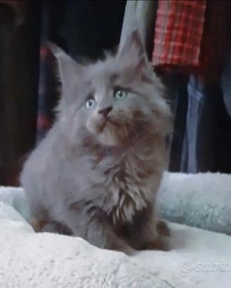 Cuccioli Maine Coon Pedigree