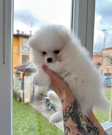 Spitz nano di Pomerania bianco o crema