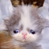 Cuccioli di Gatto Persiano