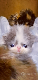 Cuccioli di Gatto Persiano