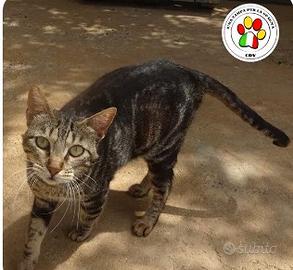 Femmina - 2 anni circa