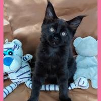 Cuccioli di Maine Coon LOOF