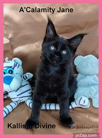 Cuccioli di Maine Coon LOOF