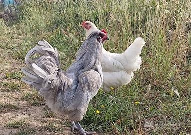 Galline ornamentali