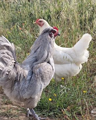 Galline ornamentali