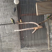 Calopsite e inseparabili