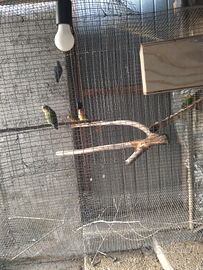 Calopsite e inseparabili