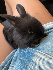 Coniglio nano