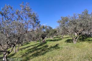 Terreno Agricolo Colleberardi