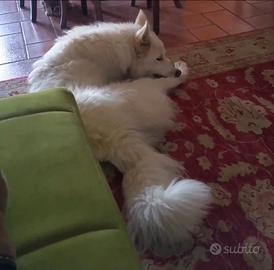Cane pastore svizzero bianco