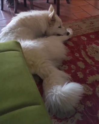 Cane pastore svizzero bianco