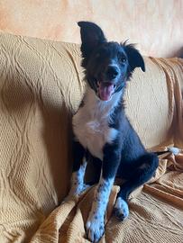 Cucciola border collie