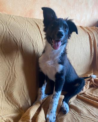 Cucciola border collie