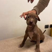 American pitbull terrier