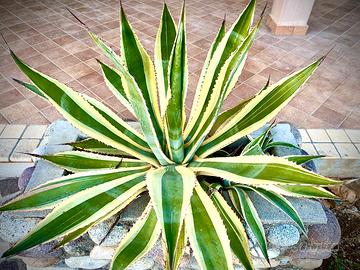 Agave variegata americana