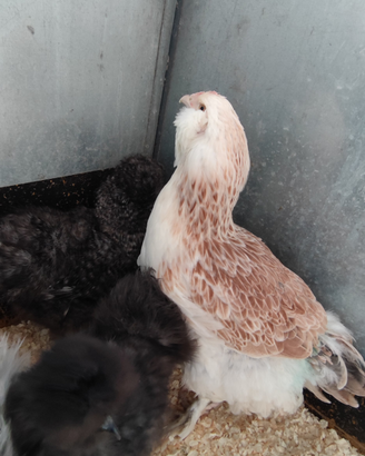 Galline