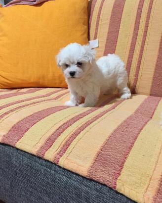 Maltese toy