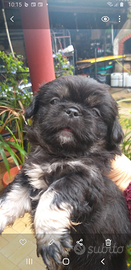 Cuccioli di pechinese