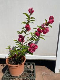 Pesco da fiore