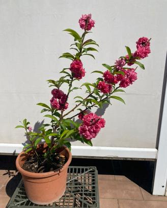 Pesco da fiore