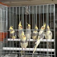 Calopsite giovani 2025