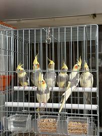 Calopsite giovani 2025