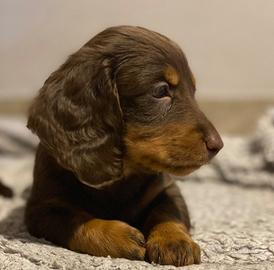 Cuccioli bassotto pelo lungo