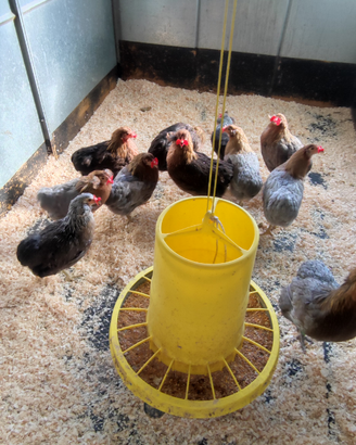 Galline