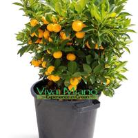 🍋Pianta di Agrumi vaso 35 Cespuglio - Scegli tu!