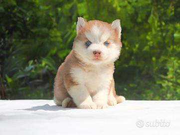 Cucciola di Siberian Husky bianca e rossa