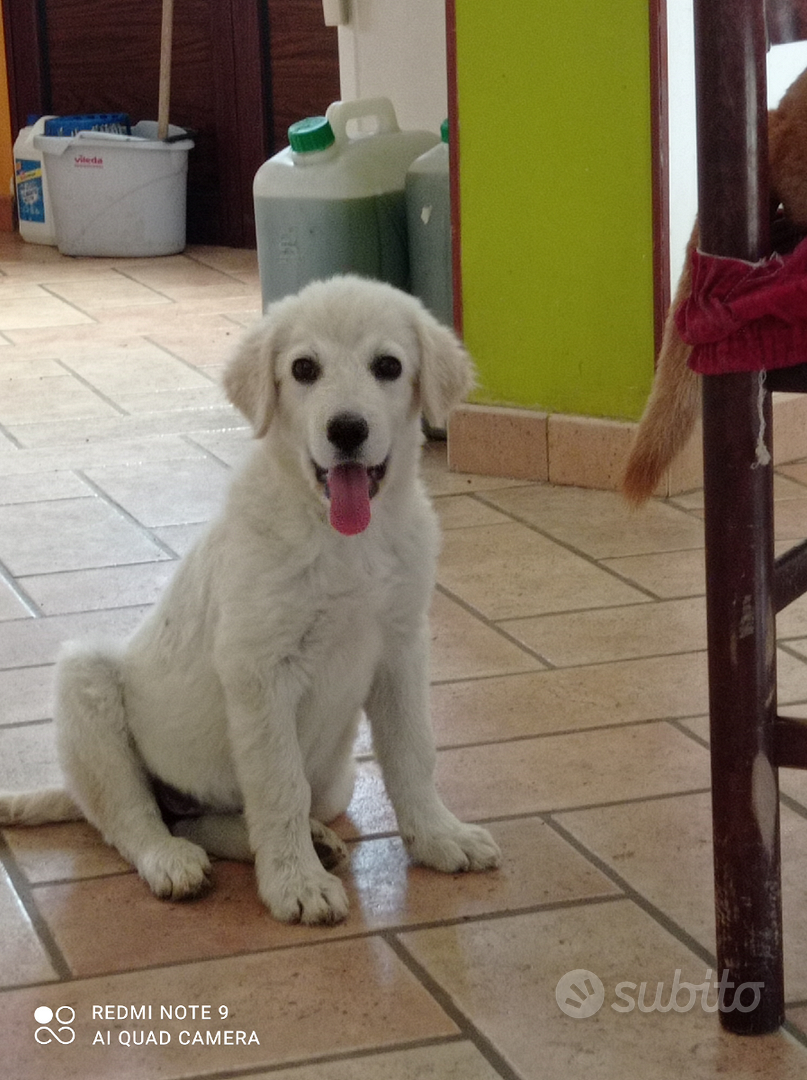 Sky dolcissima cucciola Animali In regalo a La Spezia