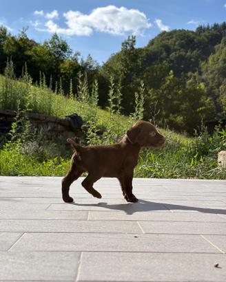 Cuccioli di Drahthaar