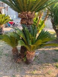 Cycas