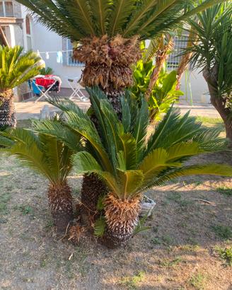 Cycas