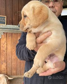 Labrador miele con pedigree
