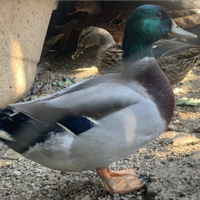 Germano reale maschio per femmina