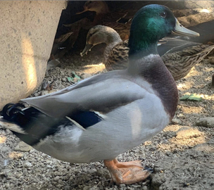 Germano reale maschio per femmina