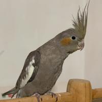 Calopsite Maschio Allevate a mano