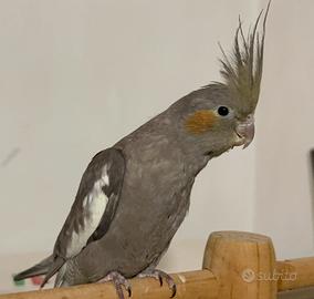 Calopsite Maschio Allevate a mano