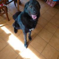 Incrocio lupo cecoslovacco pastore lagorai