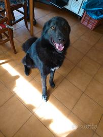 Incrocio lupo cecoslovacco pastore lagorai