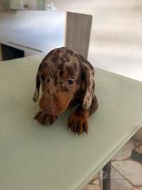 Bassotto choco merle